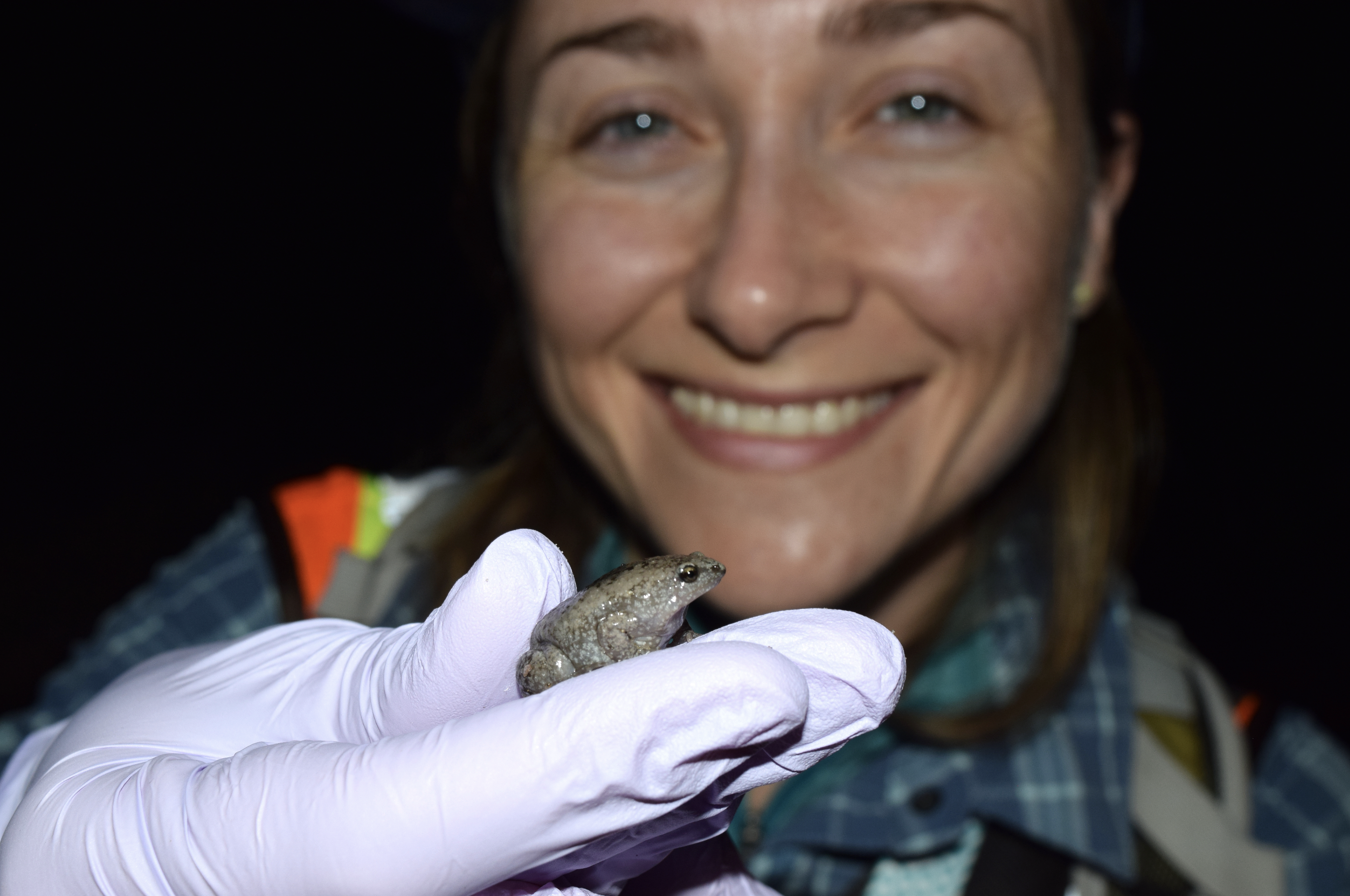 Michel Ohmer is holding a narrowmouth toad 